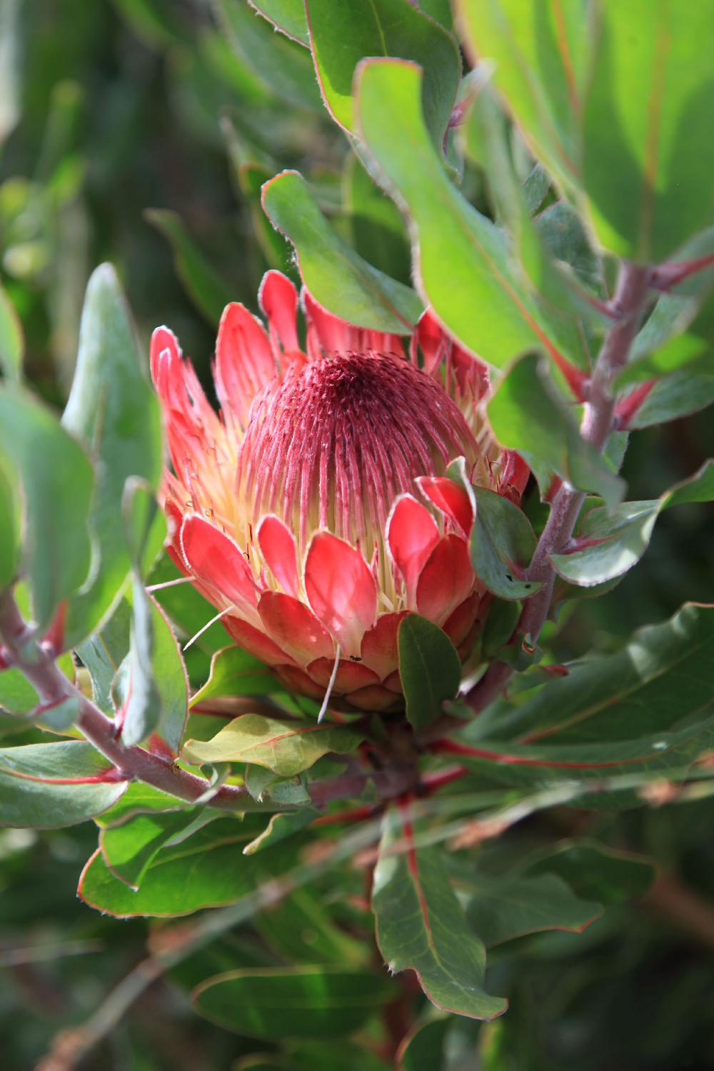 Native Coastal Sanctuary | Mangawhai Heads
