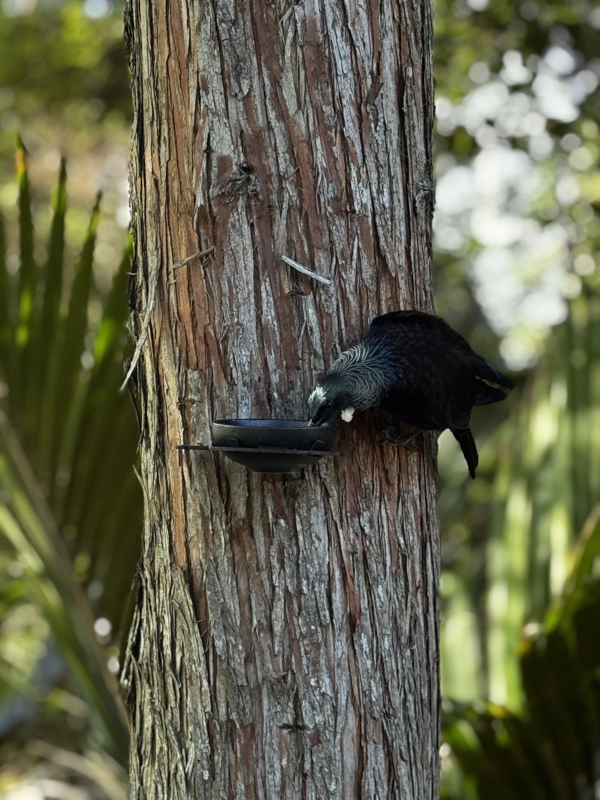 Bird-friendly trees