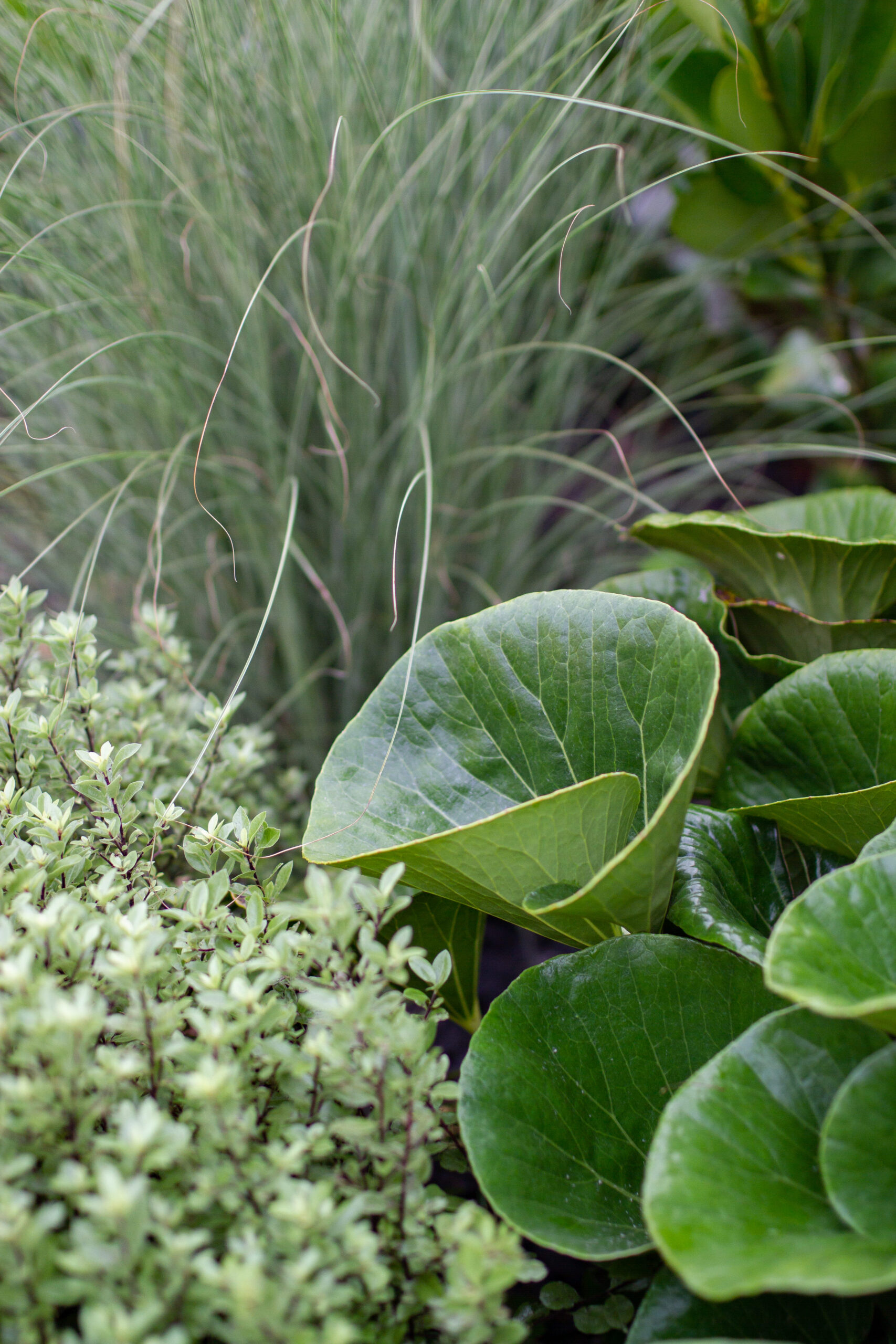 Bee & Bird Attracting Garden | Hauraki