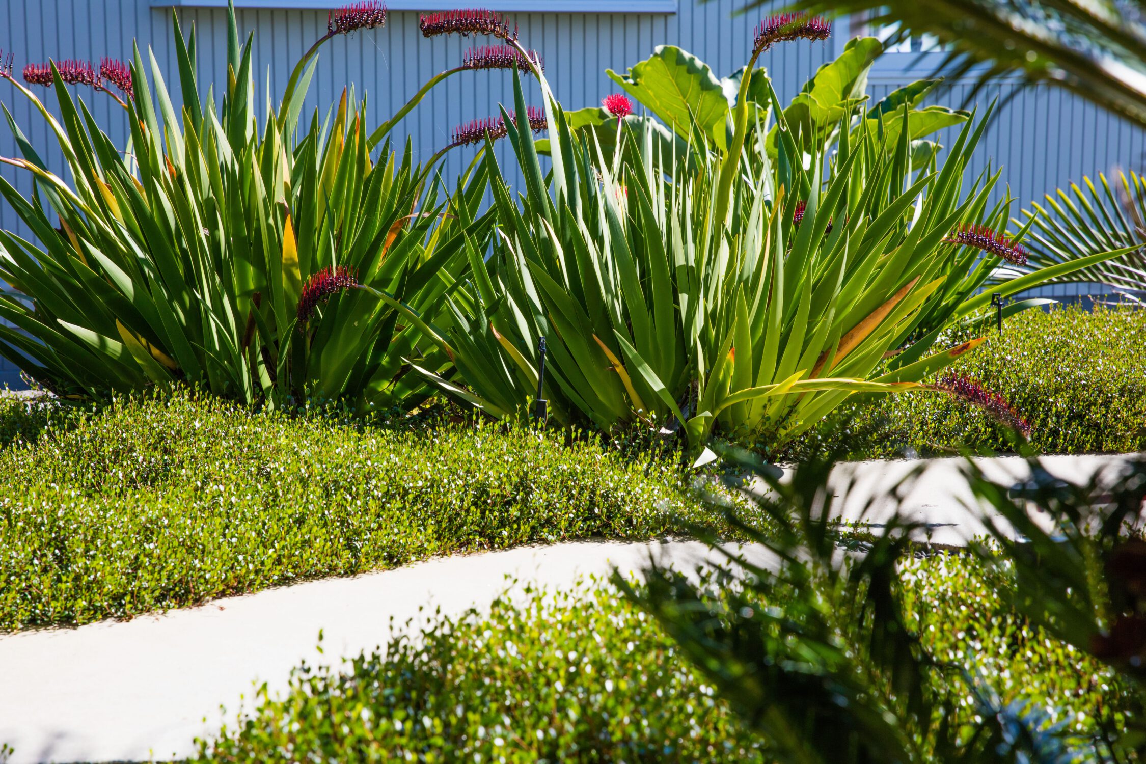 Contemporary Front Garden | Hillcrest